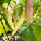 Aji Blondie